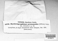 Hysterographium grammodes image